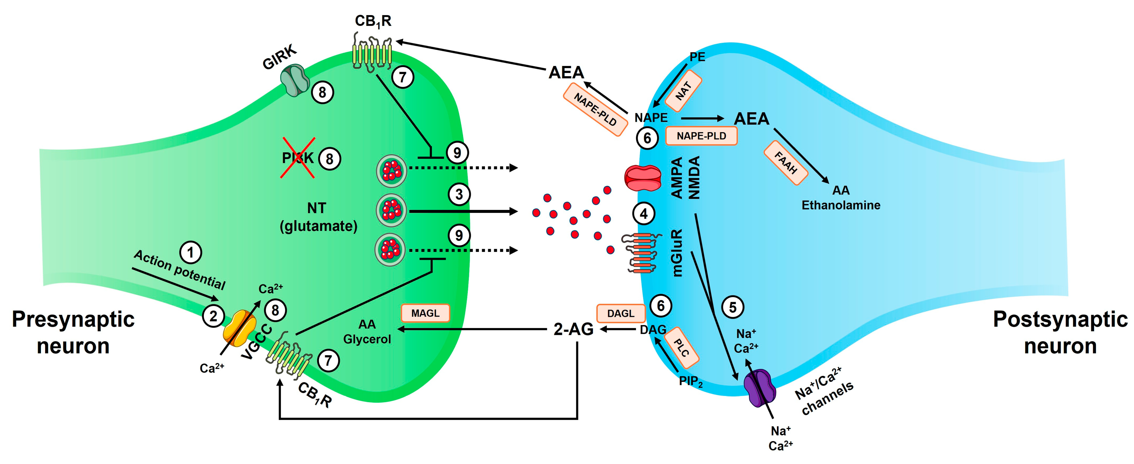 Cimb 47 00230 g003 Cimb 47 00230 g003