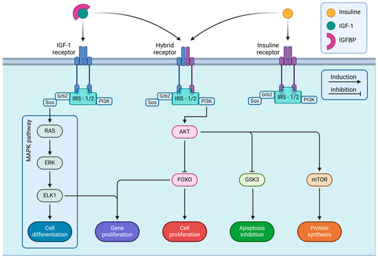 Insulin-like Growth Factor 1 Impact on Alzheimer’s Disease: Role in ...