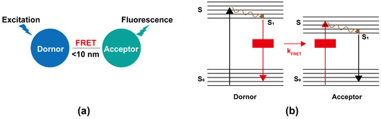 その他 Yu-1 Recent Advances in Fluorescence Resonance Energy Transfer