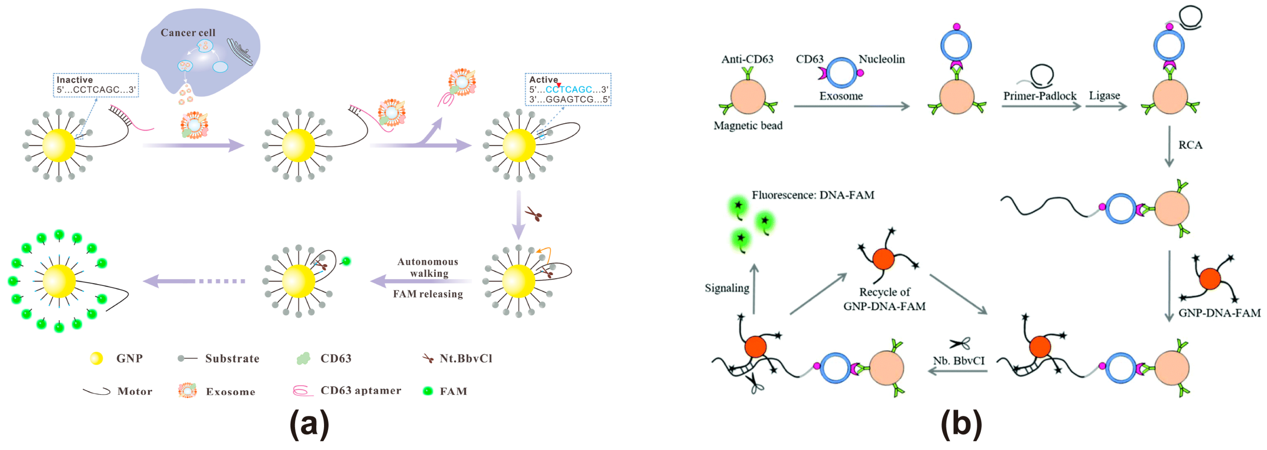 Recent Advances in Fluorescence Resonance Energy Transfer