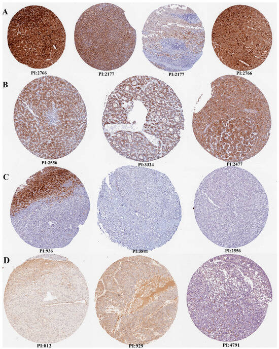 A Comparative Analysis of the Roles of von Willebrand Factor A Comparative Analysis of the Roles of von Willebrand Factor