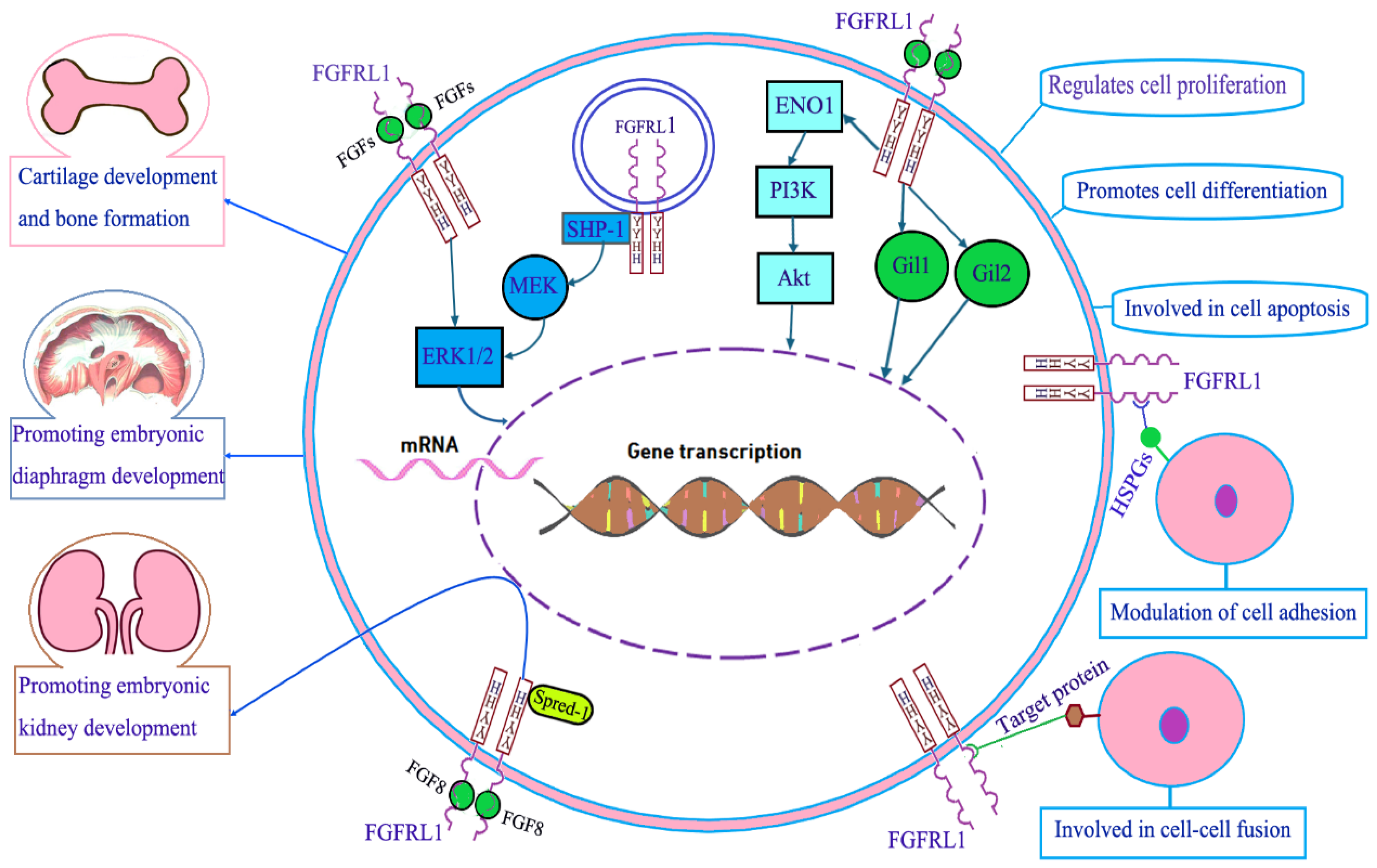Cimb 47 00286 g002 Cimb 47 00286 g002