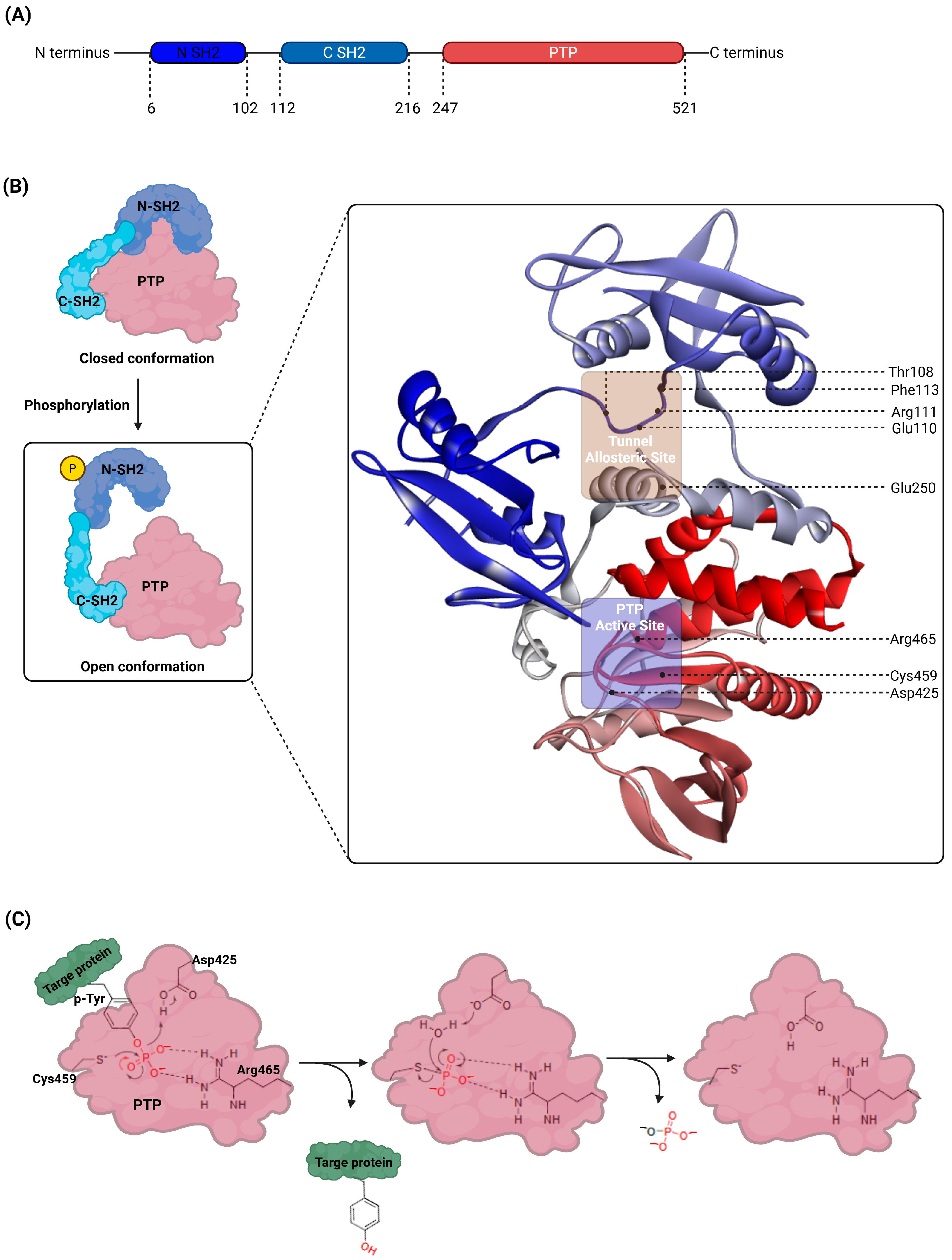 Targeting SHP2 with Natural Products: Exploring Saponin