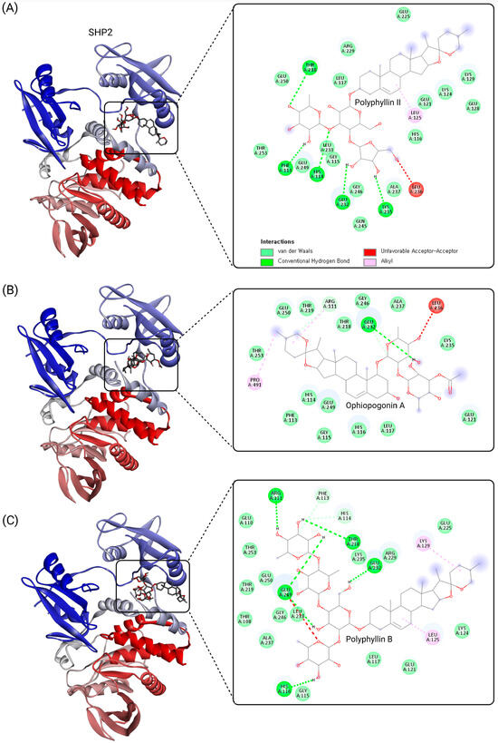 Targeting SHP2 with Natural Products: Exploring Saponin