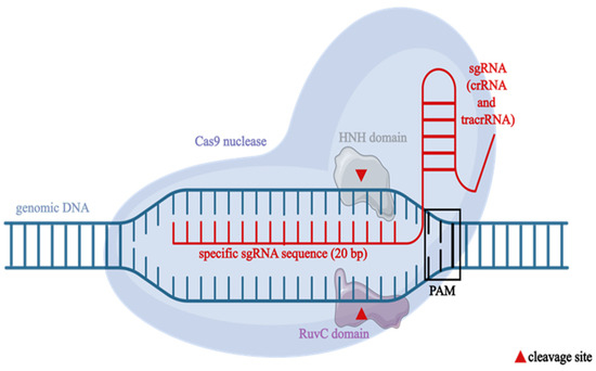 CRISPR-Cas9 in the Tailoring of Genetically Engineered Animals
