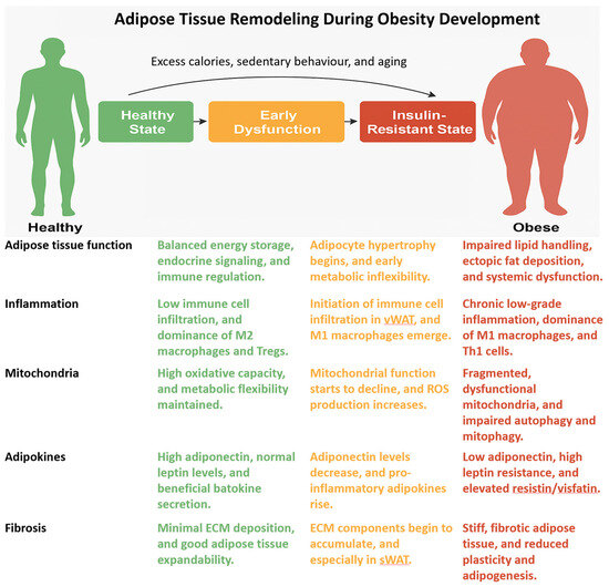 Key Roles of Brown, Subcutaneous, and Visceral Adipose Tissues in ...