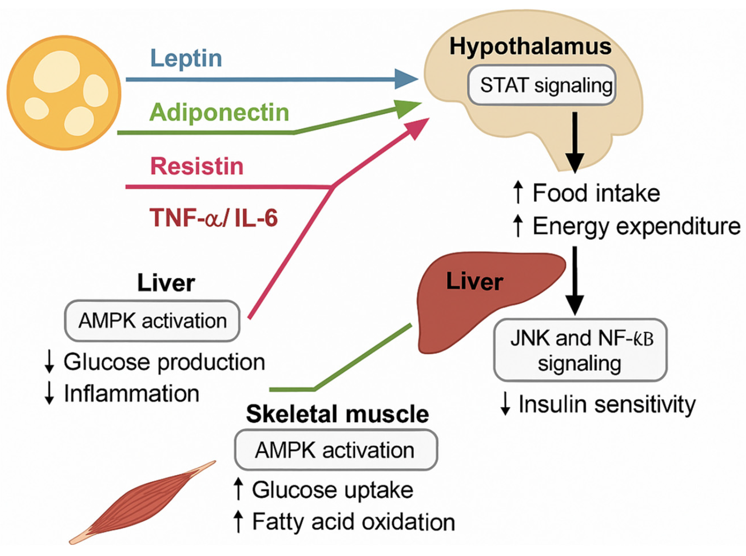 Key Roles of Brown, Subcutaneous, and Visceral Adipose