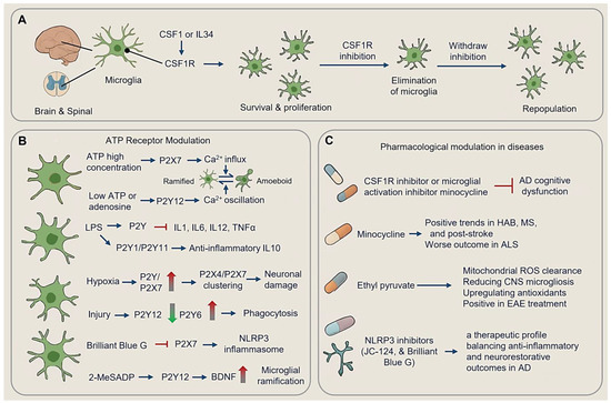 Balancing Microglial Density and Activation in Central Nervous System ...