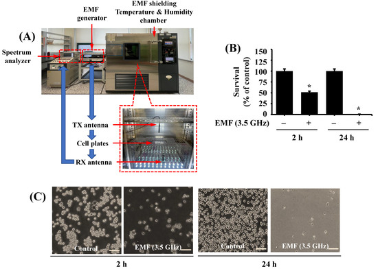glutathione emf Mitigation of 3.5 GHz Electromagnetic Field-Induced BV2 Microglial Cytotoxicity by Polydeoxyribonucleotide Thank you PEPTIDES!! They Option:Multi-Vitamin Super Skincare Duo سيروم لتحسين لون البشرة