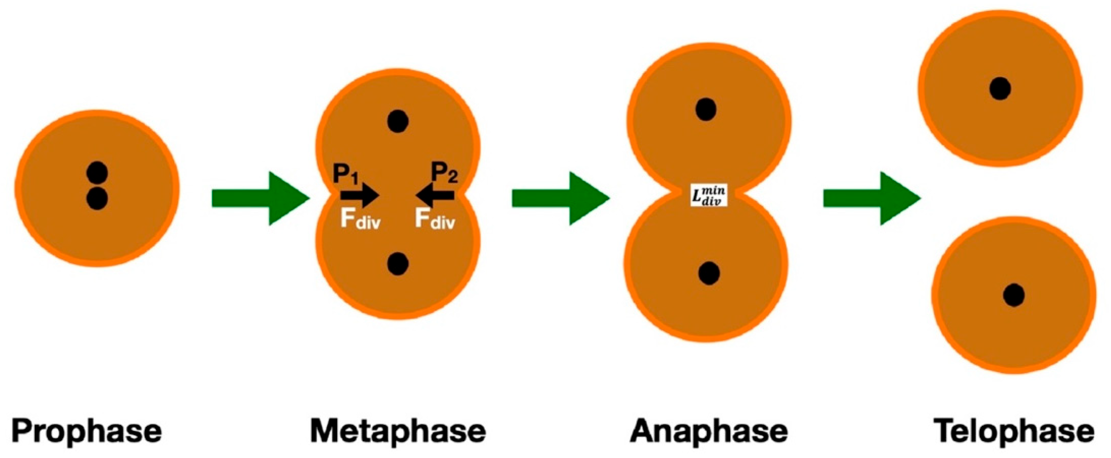 Cimb 47 00477 g001 Cimb 47 00477 g001