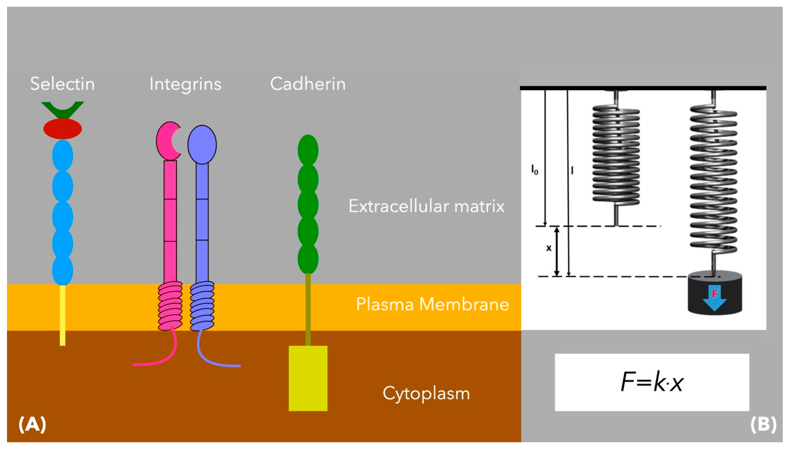 Cimb 47 00477 g007 Cimb 47 00477 g007