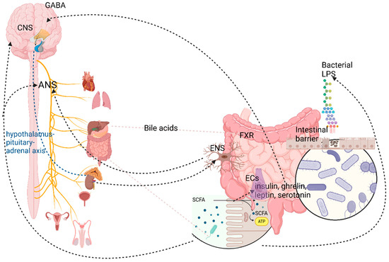 Qちゃん happy sunさま専用 Ninja ZX-4R (2024 - 25) – rizoma Japan
