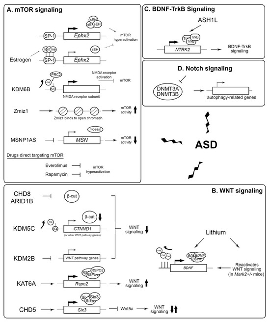 dihexa peptide for autism Drug improves symptoms of autism by targeting brain's chemical messengers main image 1
