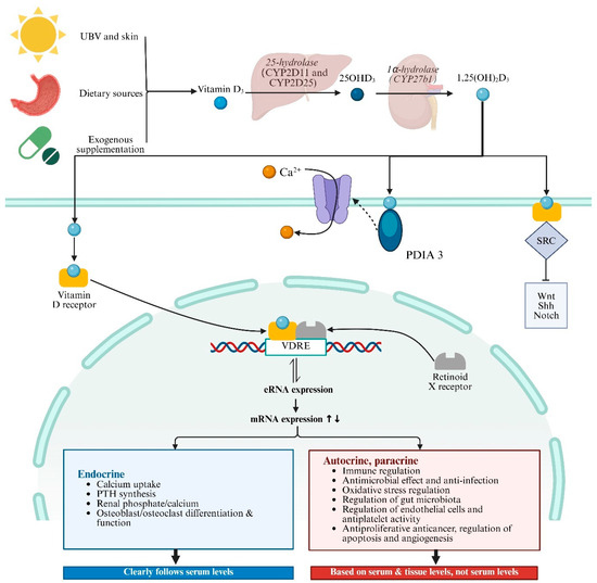 The Role of Vitamin D and Vitamin D Receptor in Sepsis