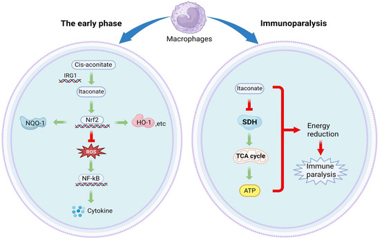 Itaconic Acid: A Regulator of Immune Responses and