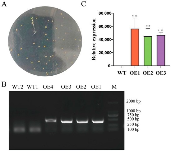 Heterologous Watermelon HSP17.4 Expression Confers Improved Heat
