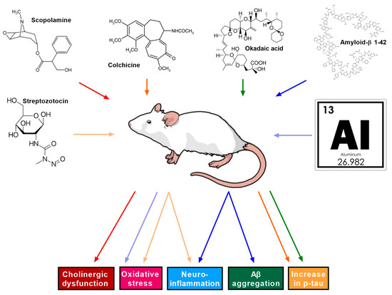 Neuroprotective Potential of Phytocompounds in the Treatment of Dementia: The State of Knowledge from the Scopolamine-Induced Animal Model of Alzheimer's Disease