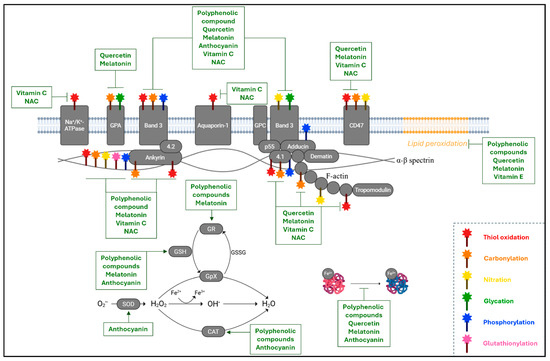 glutathione function in rbc Redox Homeostasis in Red Blood Cells: From Molecular Mechanisms to  Antioxidant Strategies