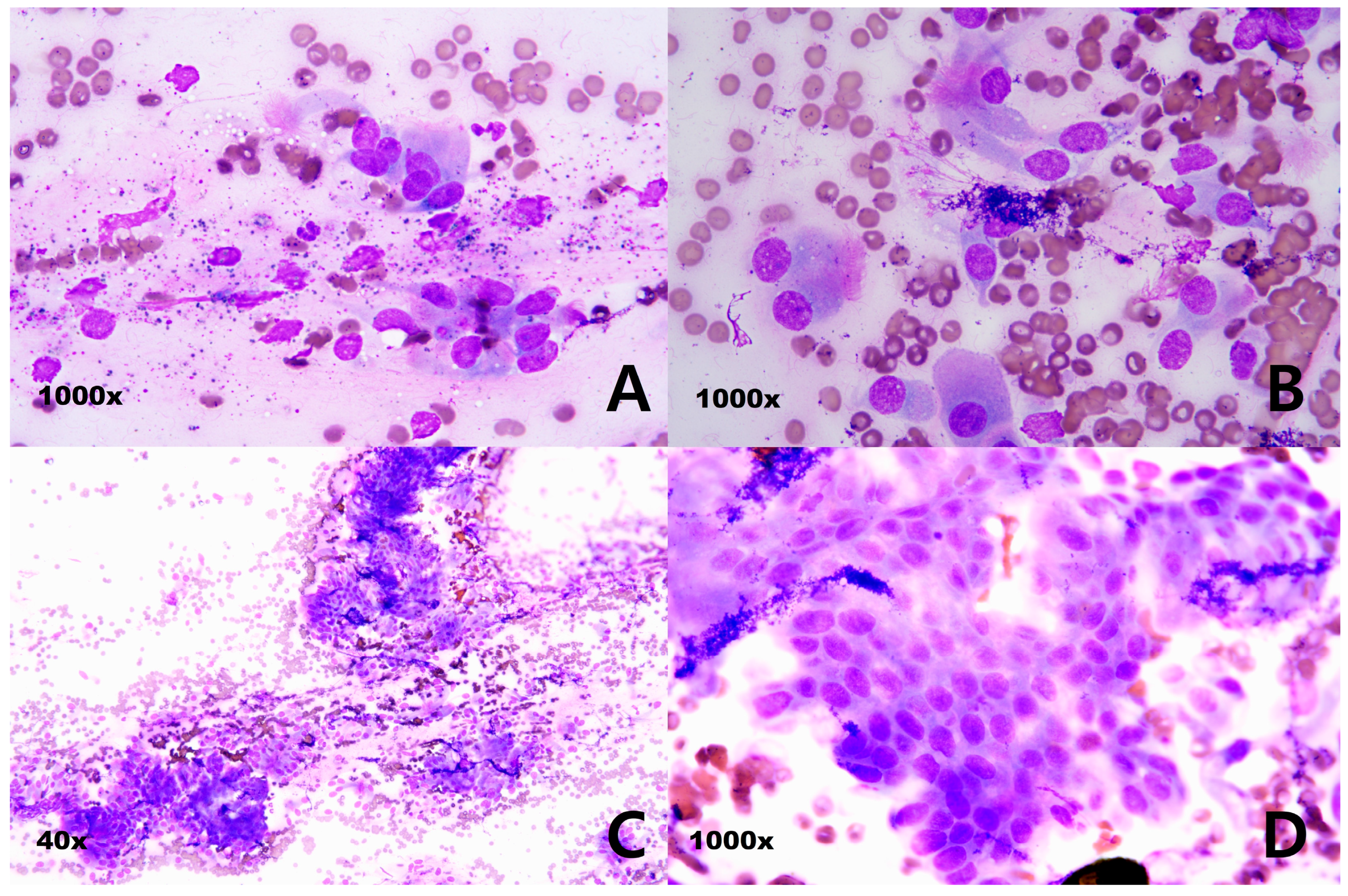 Cimb 47 00660 g001 Cimb 47 00660 g001
