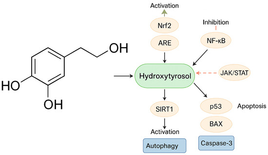 Hydroxytyrosol and Brain Tumors: Mechanisms of Action and Therapeutic Potential Hydroxytyrosol and Brain Tumors: Mechanisms of Action and Therapeutic Potential