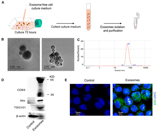 TGF-β-Enriched Exosomes from Acute Myeloid Leukemia Activate