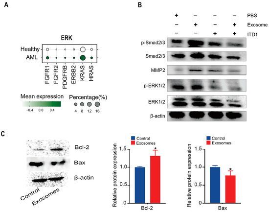 TGF-β-Enriched Exosomes from Acute Myeloid Leukemia Activate