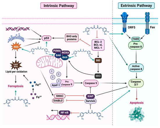Revisiting Curcumin in Cancer Therapy: Recent Insights into