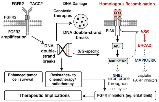 Molecular Mechanisms and Clinical Implications of Fibroblast Growth ...
