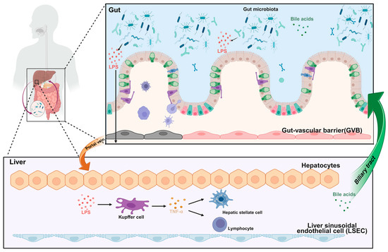 Immunomodulatory Effects of Ganoderma lucidum Bioactive