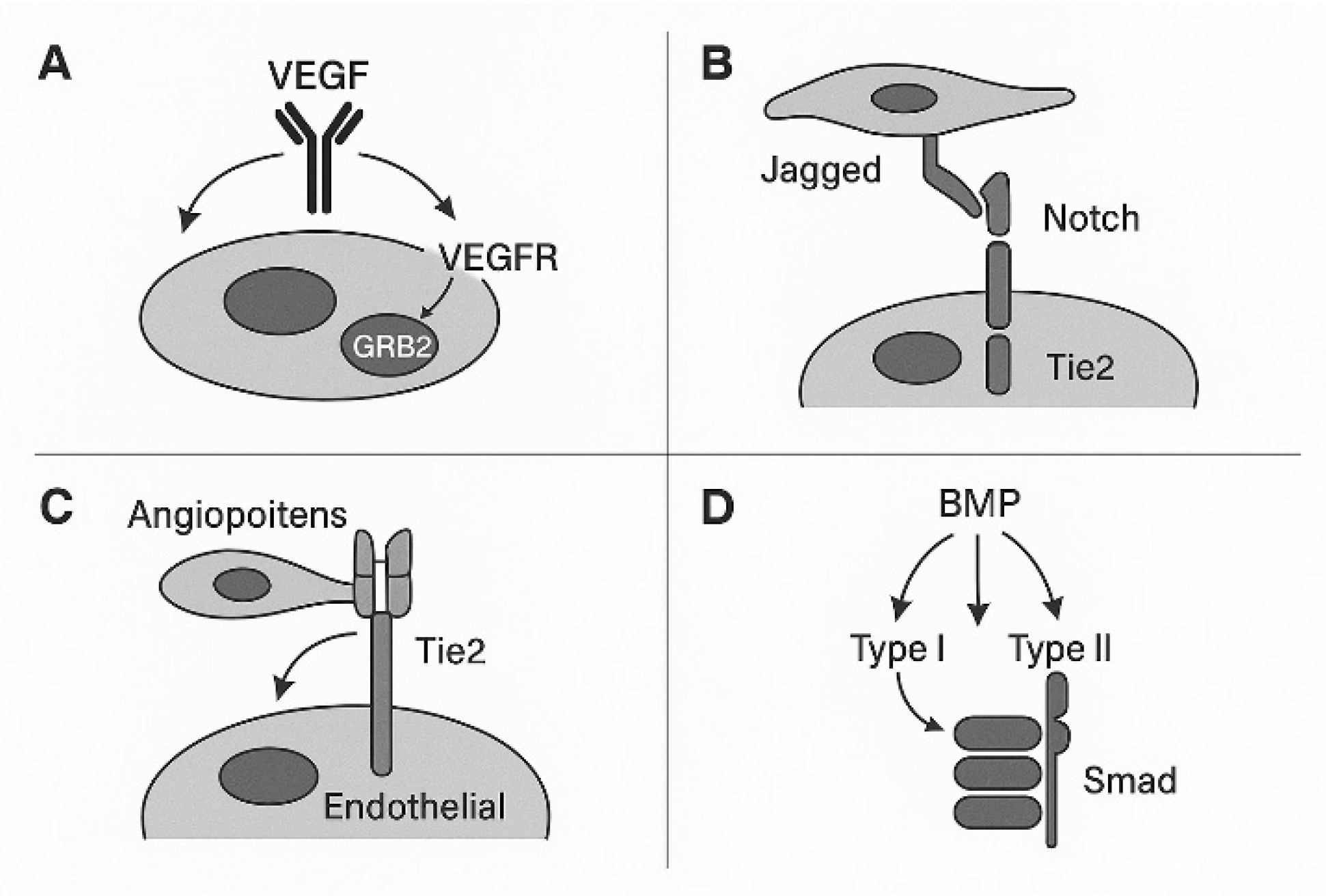 Cimb 47 00851 g002 Cimb 47 00851 g002