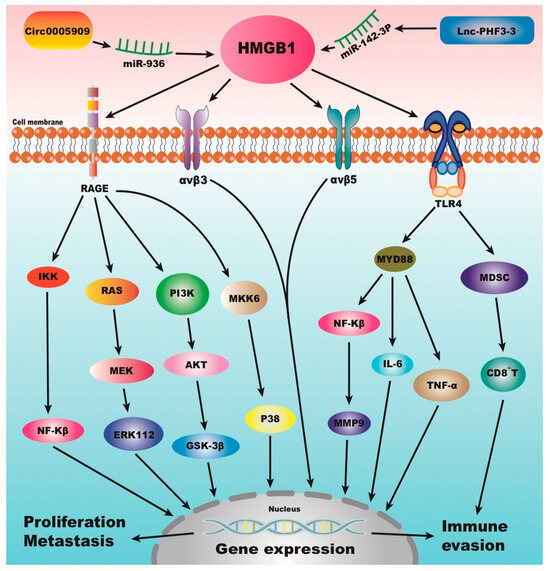 HMGB1 and Its Signaling Pathway in Osteosarcoma: Current Advances in ...