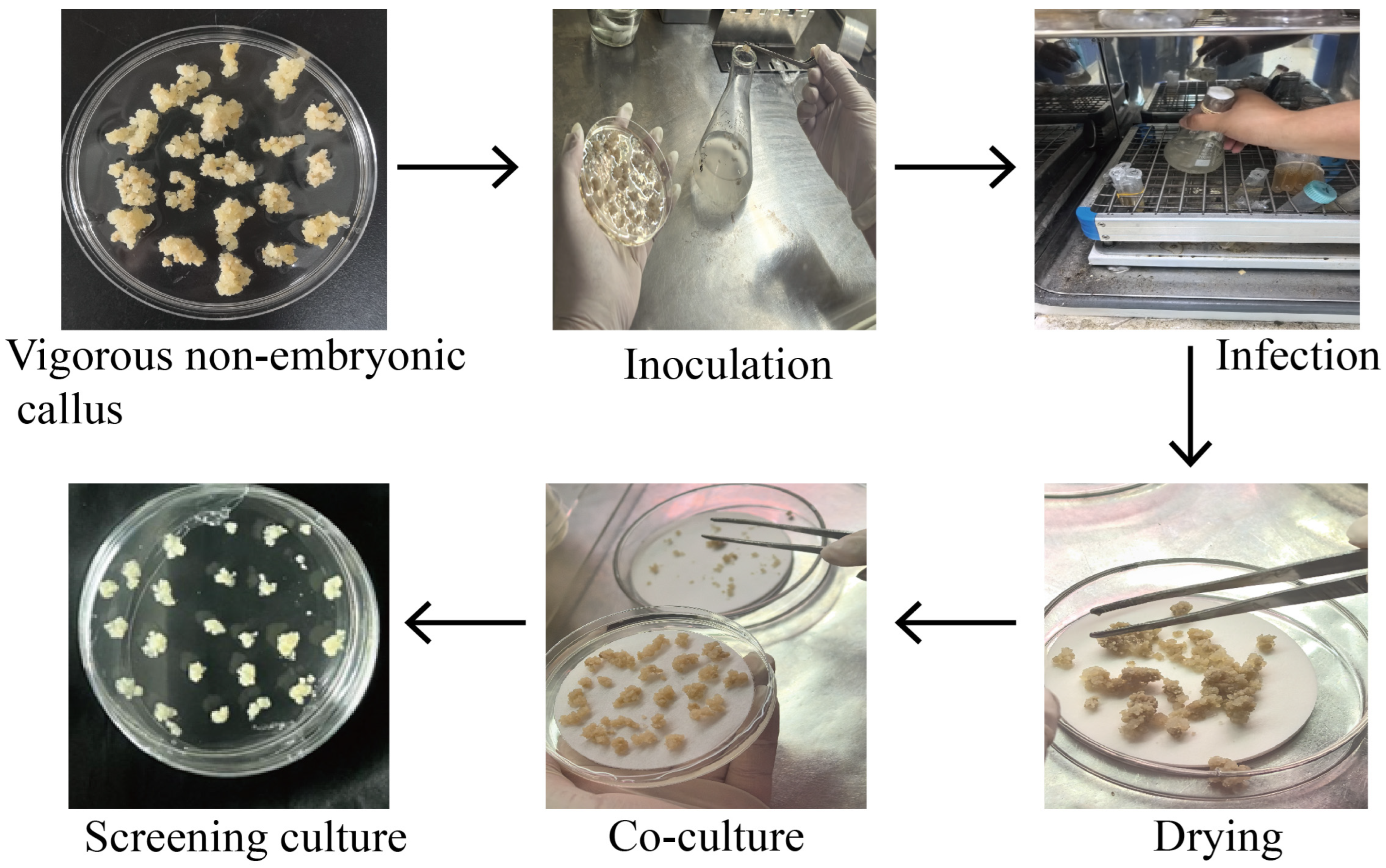Cimb 47 00894 g001 Cimb 47 00894 g001