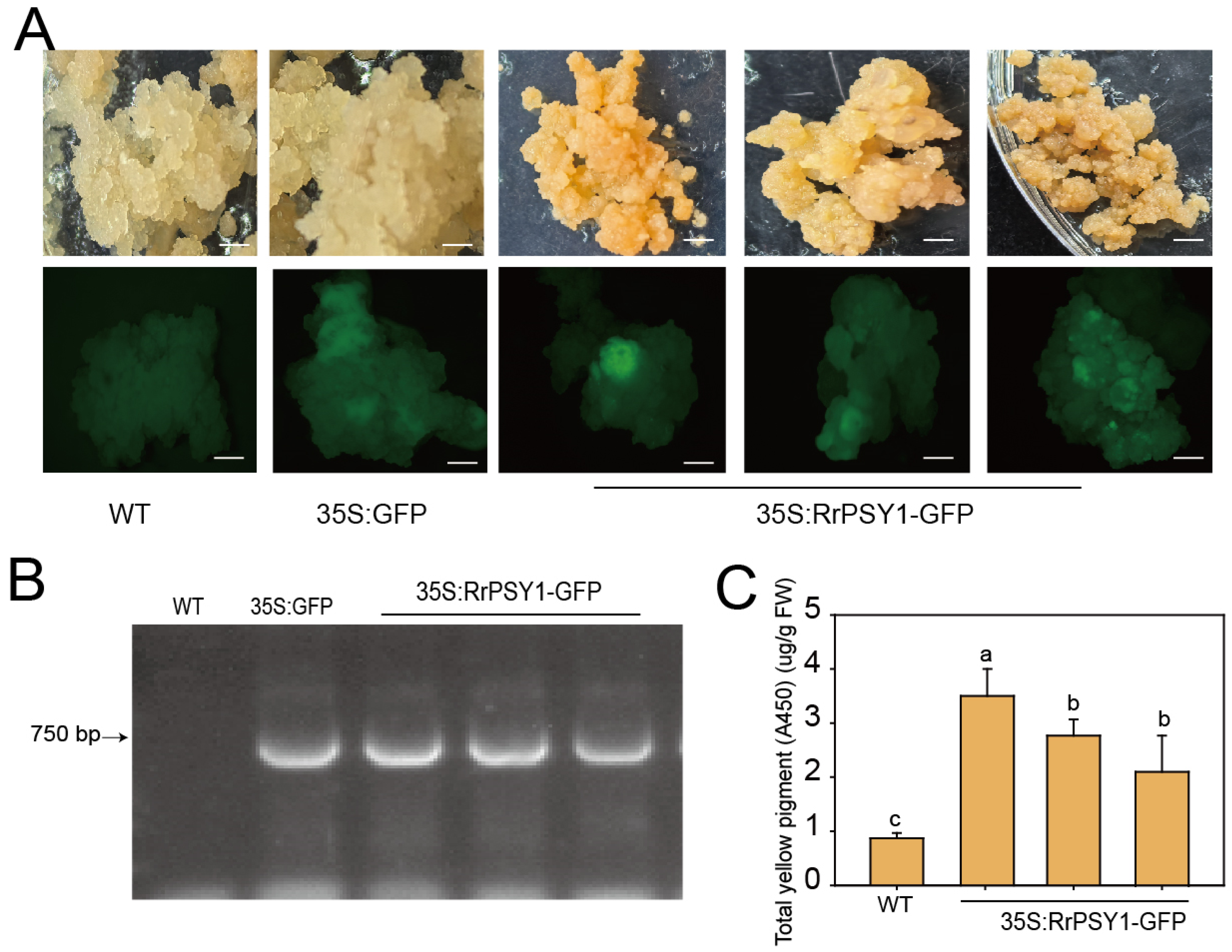 Cimb 47 00894 g005 Cimb 47 00894 g005