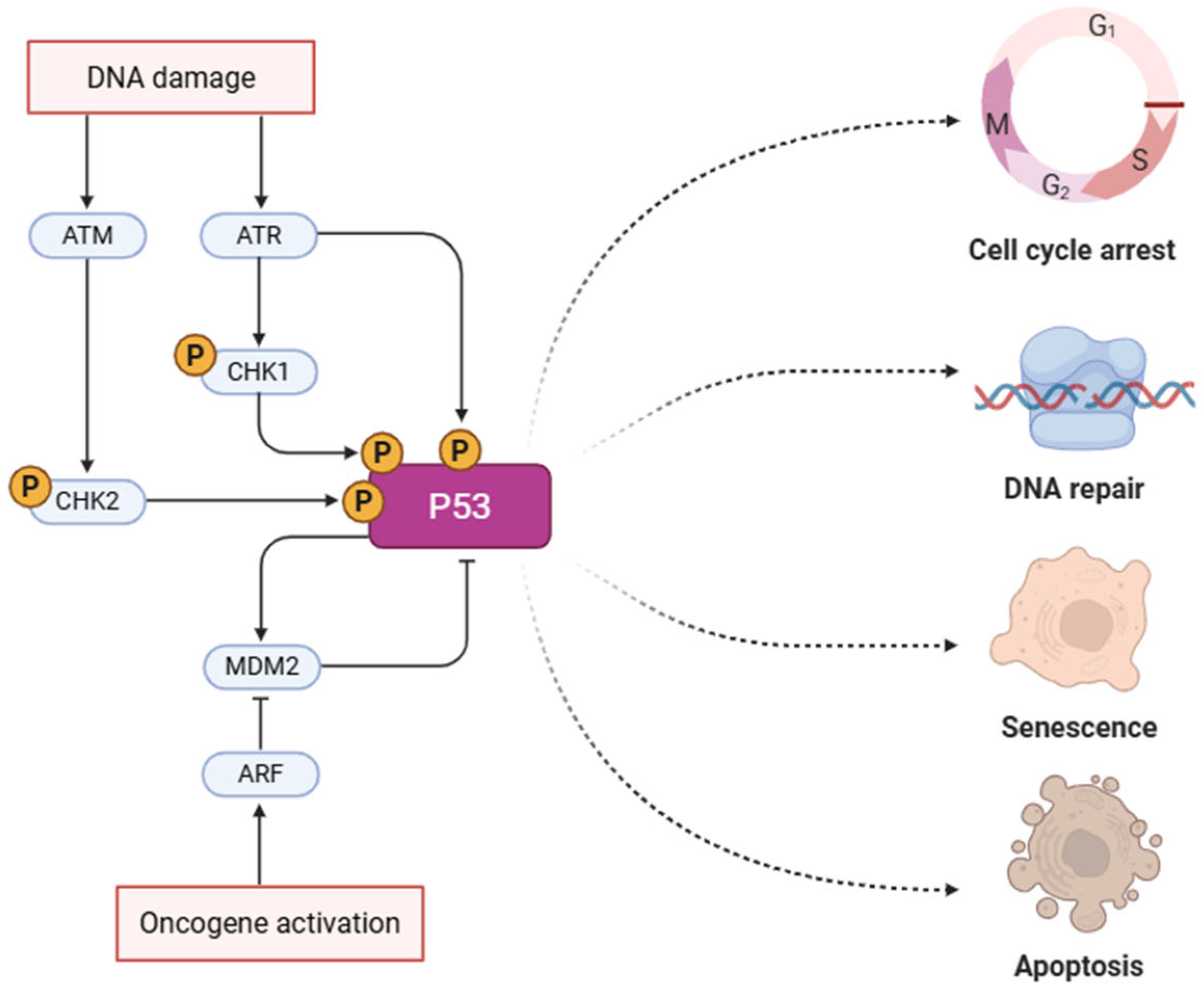 Cimb 47 00933 g001 Cimb 47 00933 g001