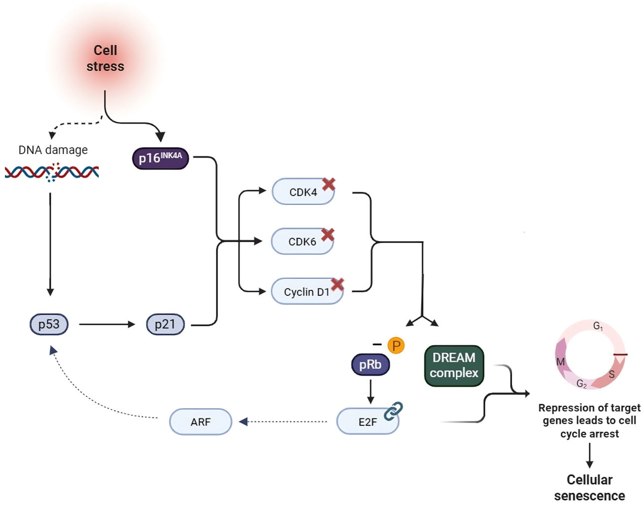 Cimb 47 00933 g002 Cimb 47 00933 g002
