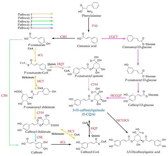 Recent Advances in Biosynthesis and Bioactivity of Plant