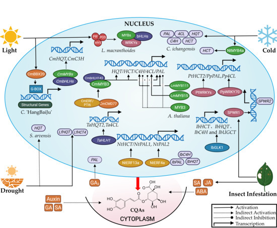 Recent Advances in Biosynthesis and Bioactivity of Plant