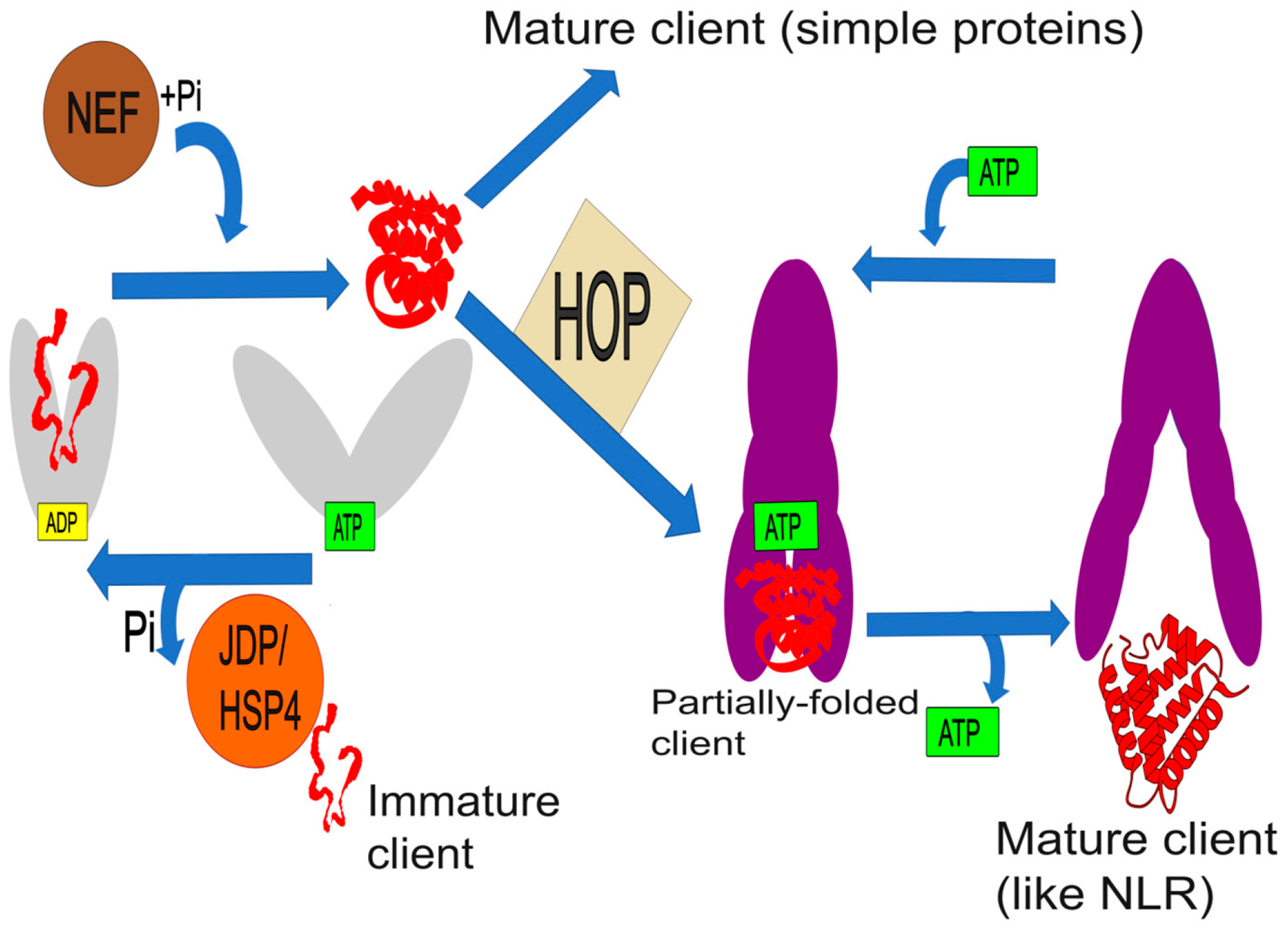Cimb 47 00957 g001 Cimb 47 00957 g001