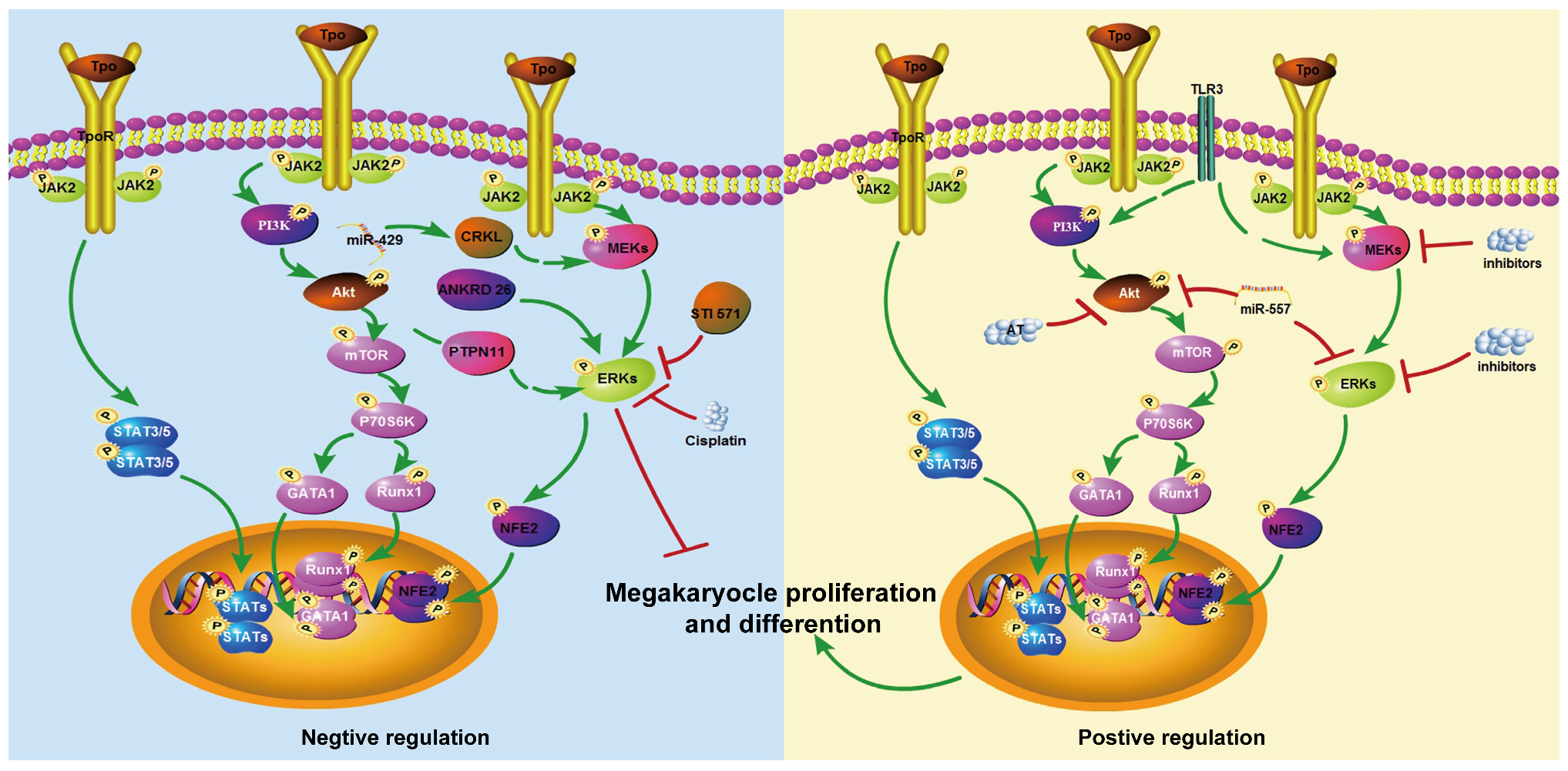 Cimb 47 00960 g001 Cimb 47 00960 g001
