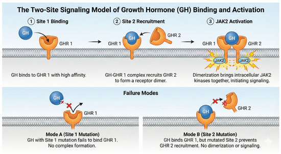 Ghr Rotation Mapping the Functional Epitopes of Human Growth Hormone: Integrating ...