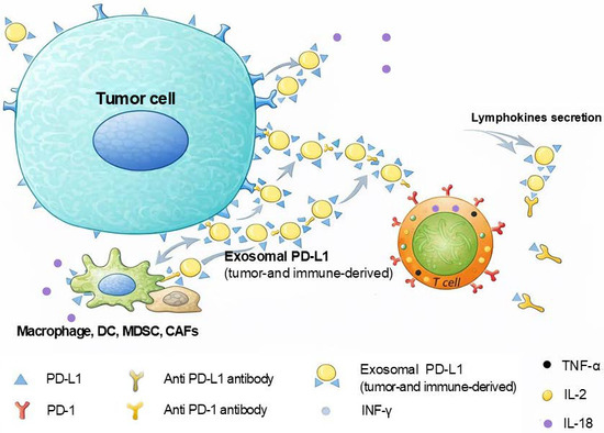 IL-18-Mediated Tumor Immune Evasion