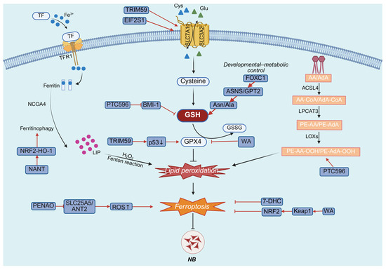 Ferroptosis in Glioblastoma and Neuroblastoma: Molecular Mechanisms and  Novel Therapeutic Strategies