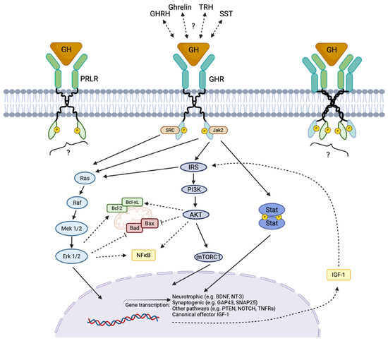 glutathione conjugation mechanism Glutathione-Mediated Conjugation of Anticancer Drugs: An Overview of Reaction  Mechanisms and Biological Significance for Drug Detoxification and  Bioactivation