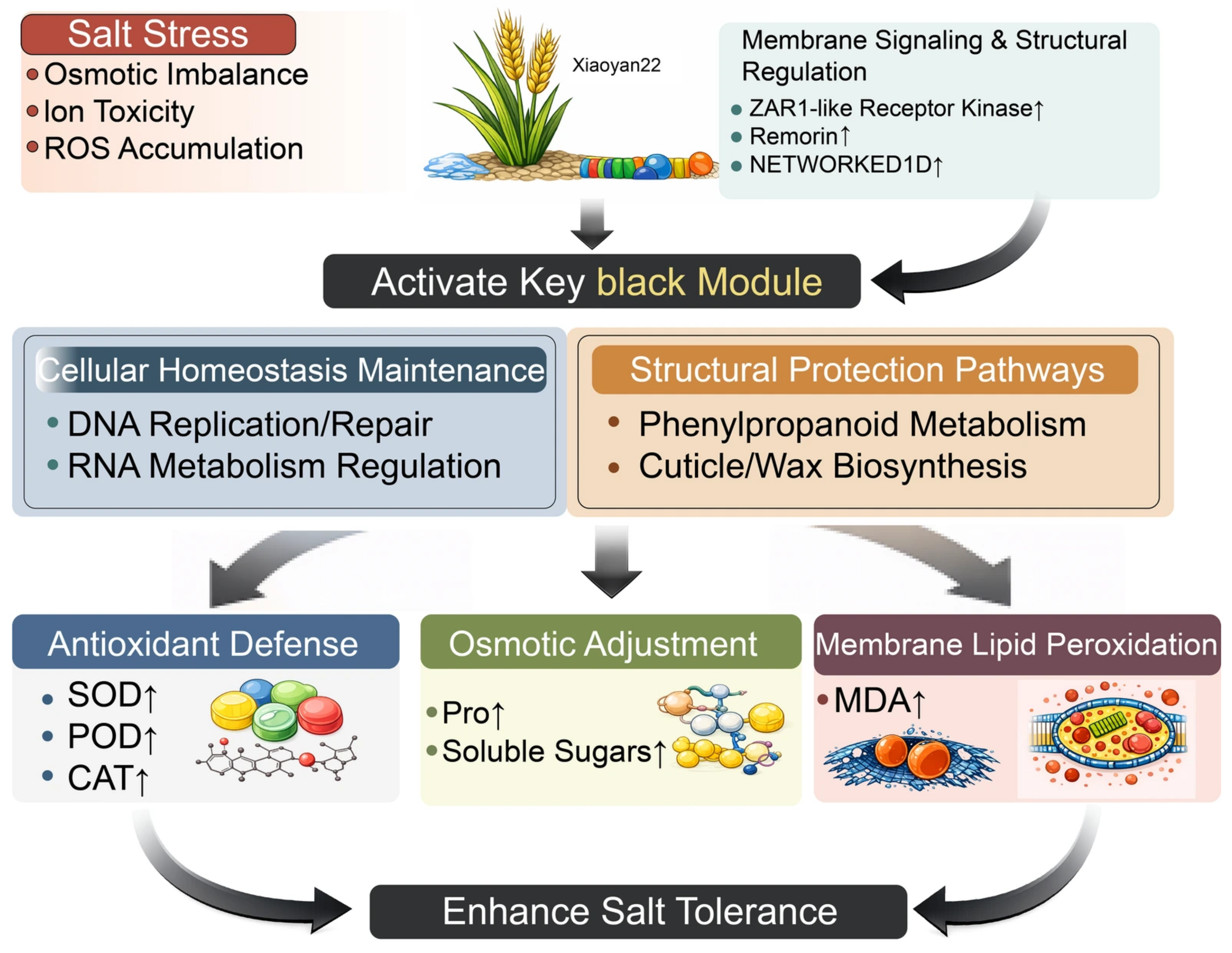 Salt Regulation Model Time-Series-Based Co-Expression Network Analysis Reveals Key Regulatory ...