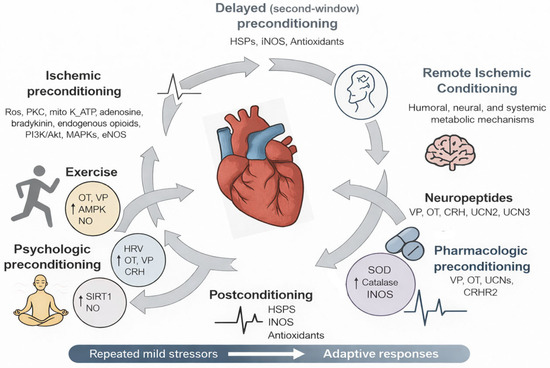 From Molecules to Meaning: Integrating Neuropeptides, Sociostasis, and Hormesis in the BrainHeart Axis From Molecules to Meaning: Integrating Neuropeptides, Sociostasis, and Hormesis in the BrainHeart Axis