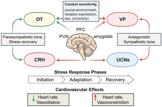 From Molecules to Meaning: Integrating Neuropeptides, Sociostasis, and  Hormesis in the BrainHeart Axis