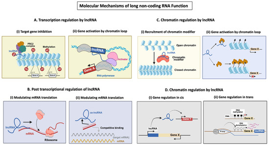 Long Non-Coding RNAs in Human Disease: An Overview of Biogenesis ...