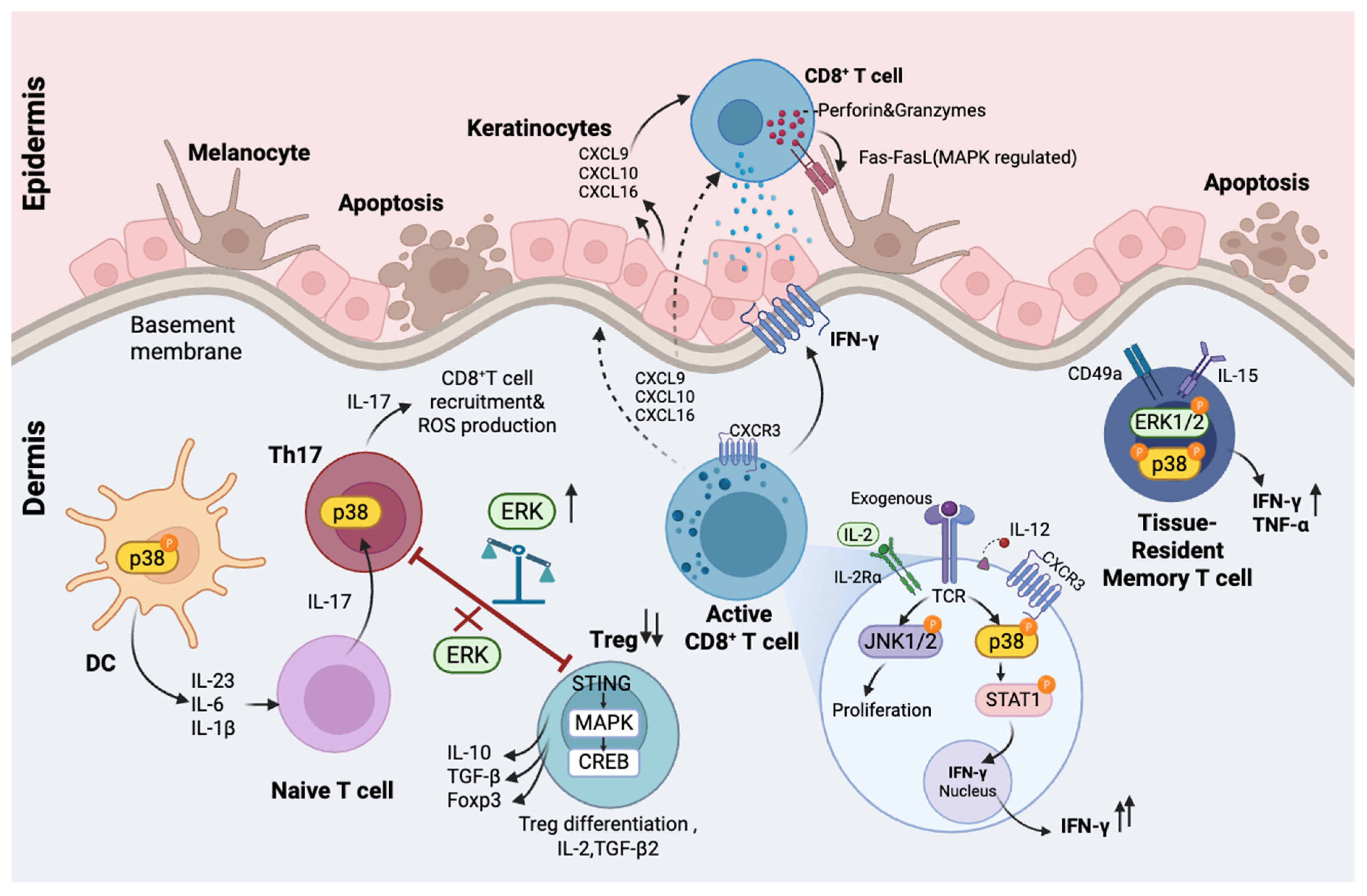 Role of MAPK Pathways in the Pathogenesis of Vitiligo