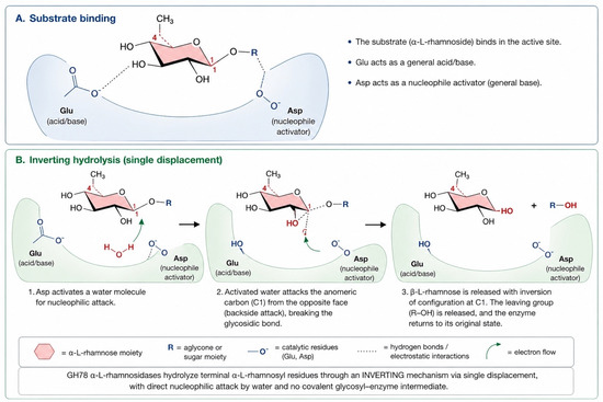 lowering blood plasma levels of glutathione Components of the Glutathione Cycle as Markers of Biological Age: An  Approach to Clinical Application in Aging