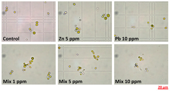 The Efficiency of Chlorella vulgaris in Heavy Metal Removal